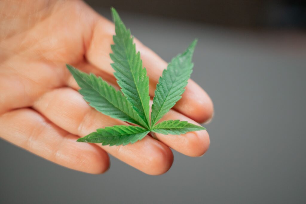 Close-up of a single cannabis leaf held gently in an adult hand, showcasing its vibrant green color.